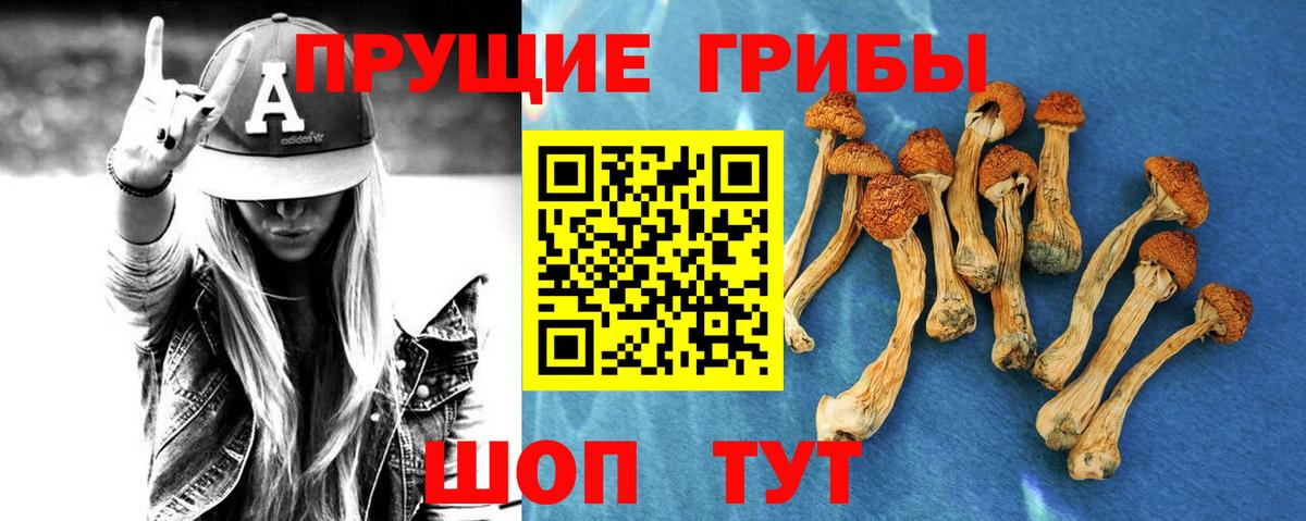 Галлюциногенные грибы Psilocybe  Вход с VPN  Железноводск 